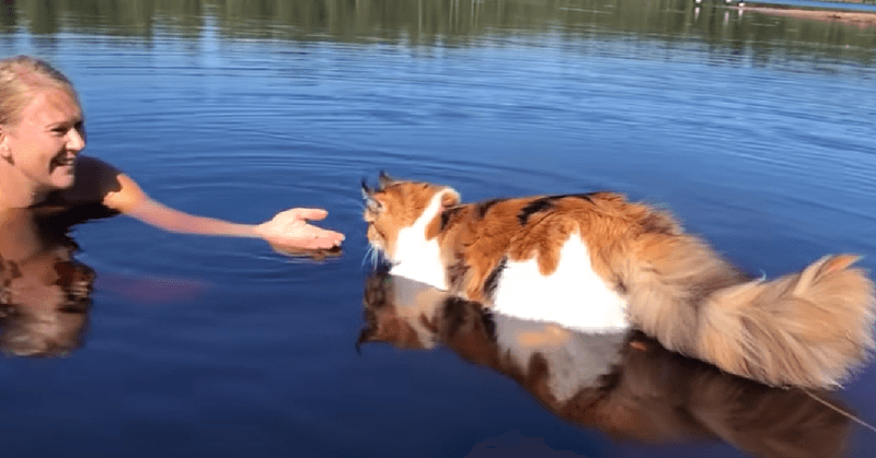 Myth: All Cats Hate Water