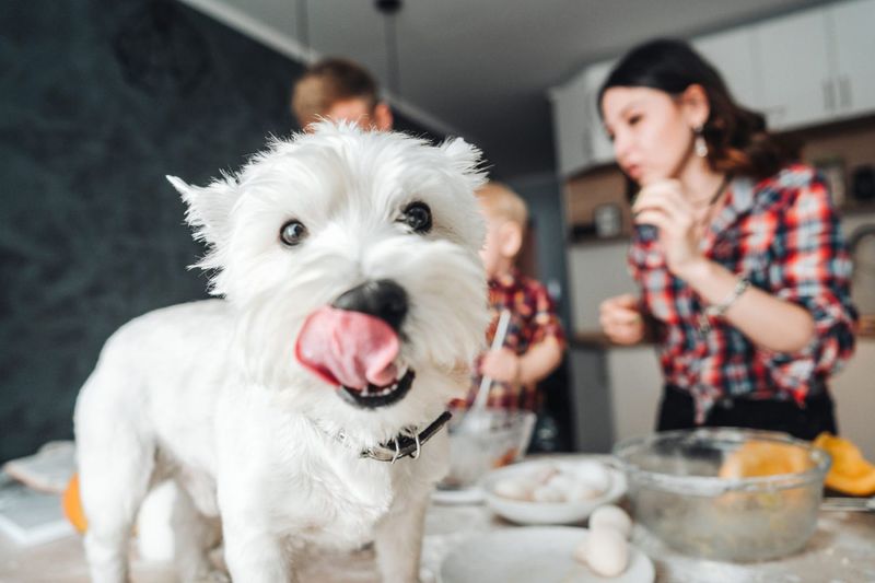 Myth: All Pets Can Eat Human Food