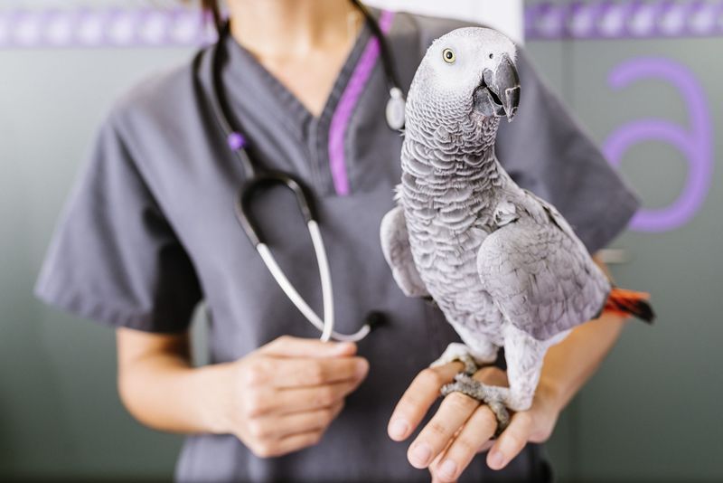 Myth: Birds Don't Require Veterinary Care