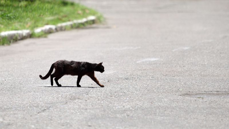 Myth: Black Cats Are Unlucky