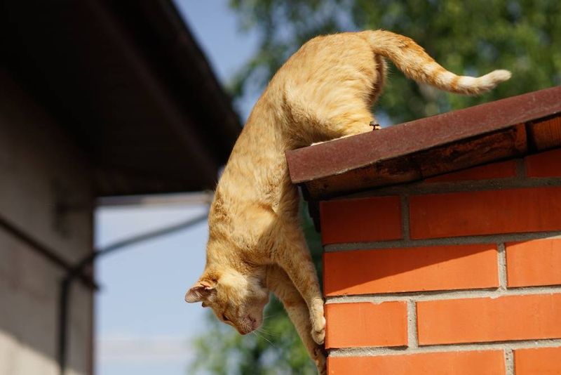 Myth: Cats Always Land on Their Feet