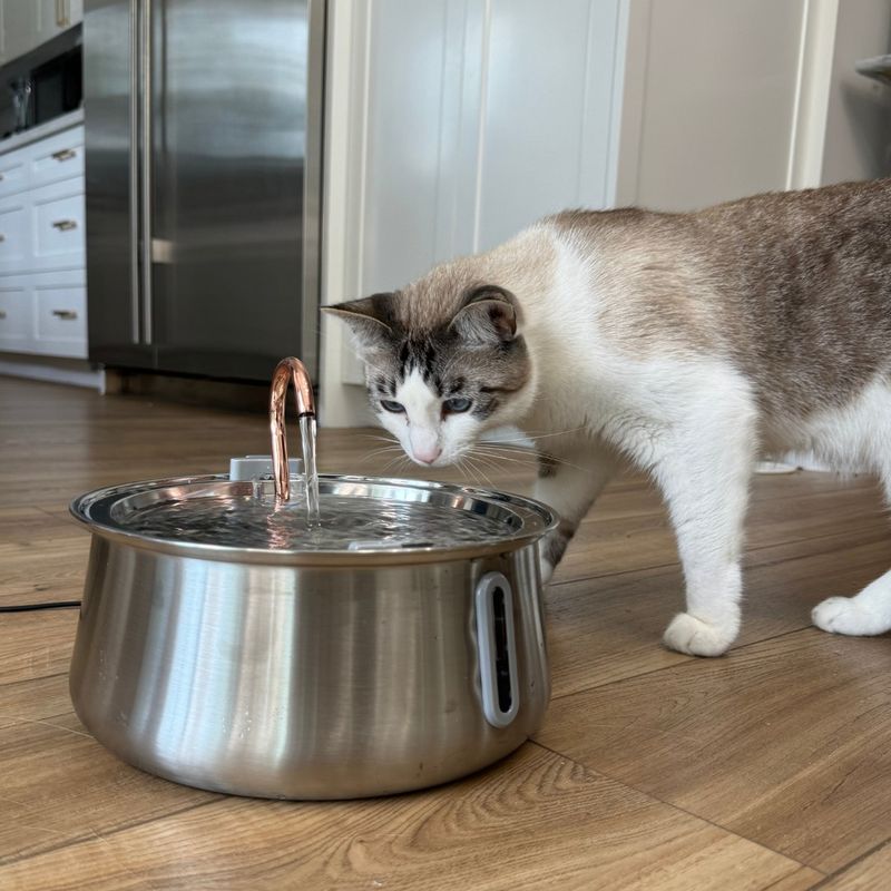 Myth: Cats Don't Need to Drink Water