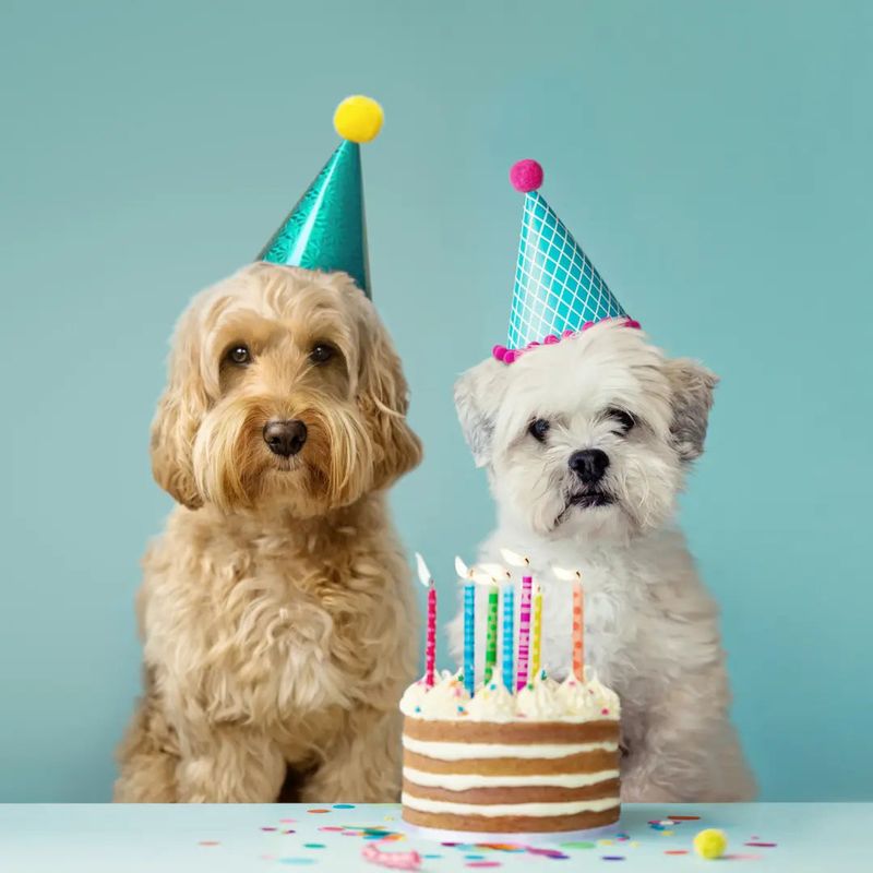 Myth: Dogs Age 7 Years for Every Human Year
