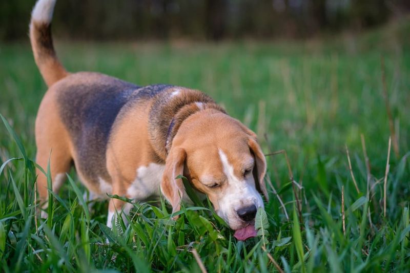 Myth: Dogs Eat Grass Only When Sick
