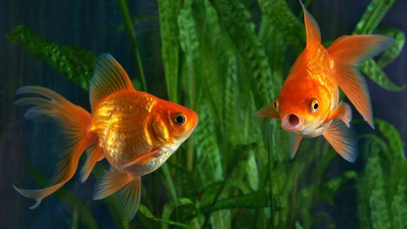 Myth: Fish Only Grow to the Size of Their Tank