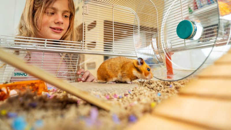 Myth: Hamsters Love Being Held