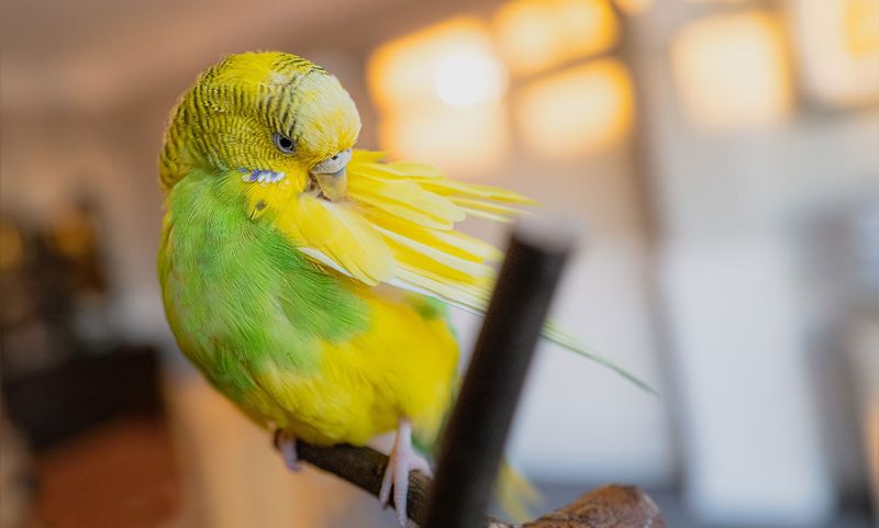 Myth: Pet Birds Are Noisy and Messy