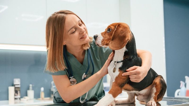 Myth: Purebred Dogs Are Healthier