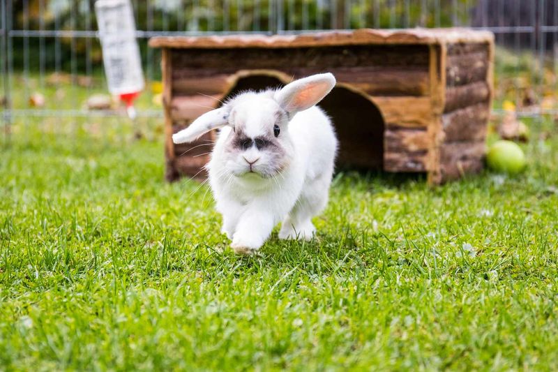 Myth: Rabbits Are Perfect Pets for Children