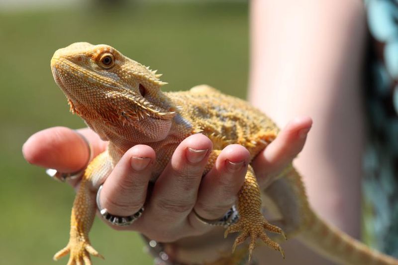 Myth: Reptiles Are Low-Maintenance Pets