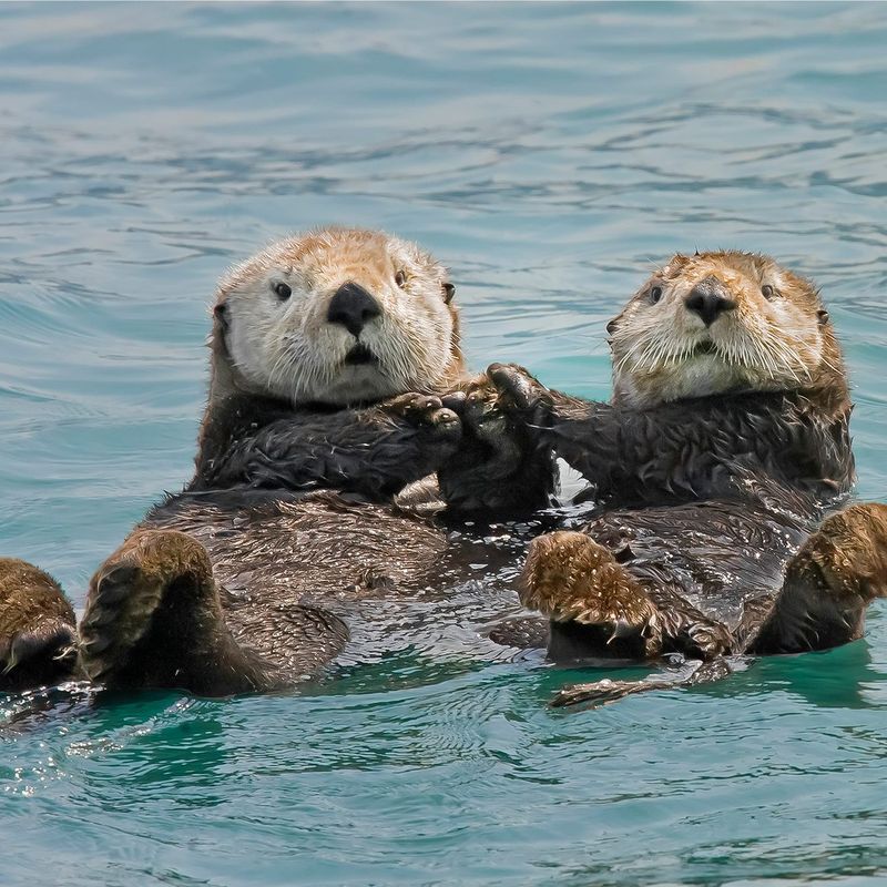 Myth: Sea Otters Are Always Cute and Cuddly