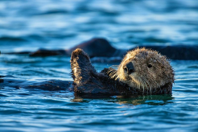 Myth: Sea Otters Are Dangerous to Humans