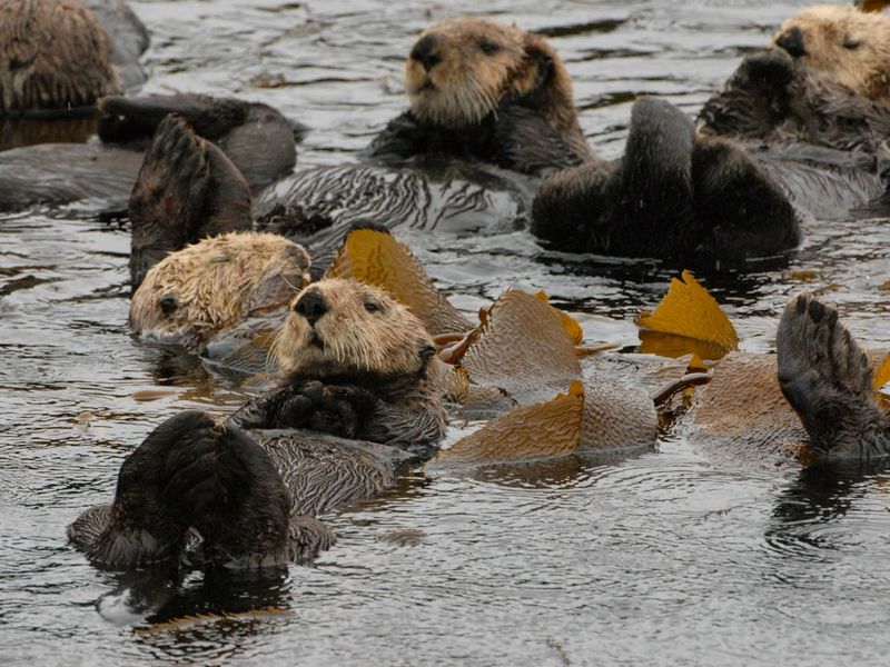 Myth: Sea Otters Are Endangered