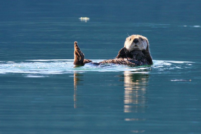 Myth: Sea Otters Are Fish