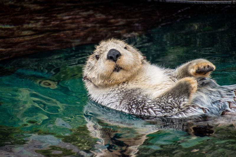Myth: Sea Otters Are Lazy