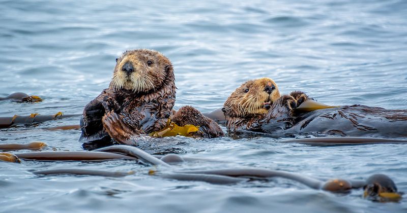 Myth: Sea Otters Are Not Affected by Human Activity