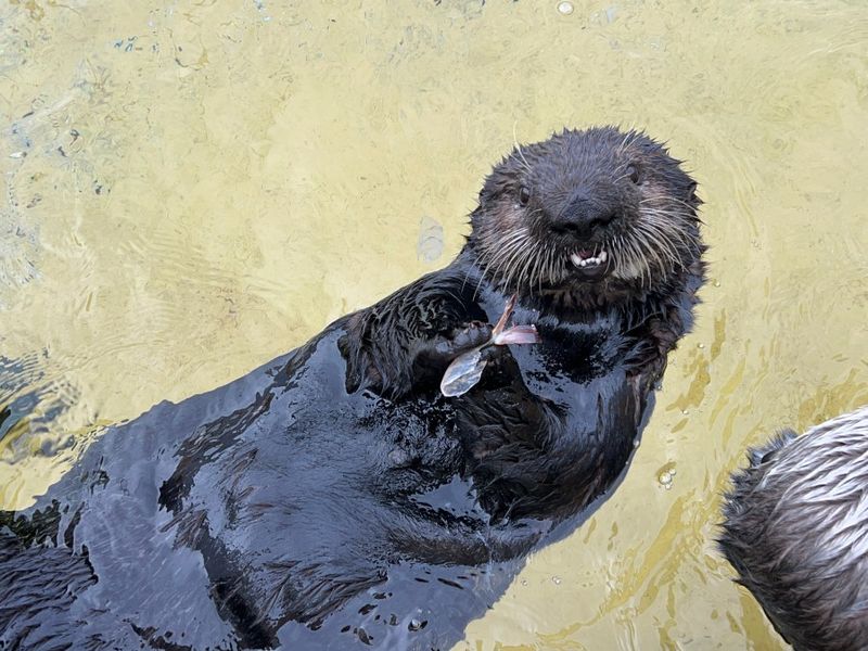 Myth: Sea Otters Are Related to Seals