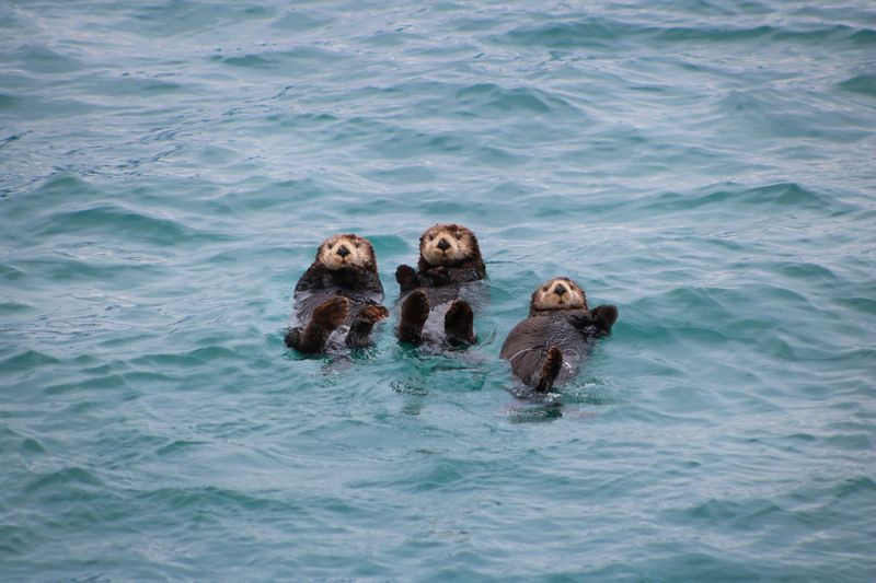 Myth: Sea Otters Are Solitary Animals