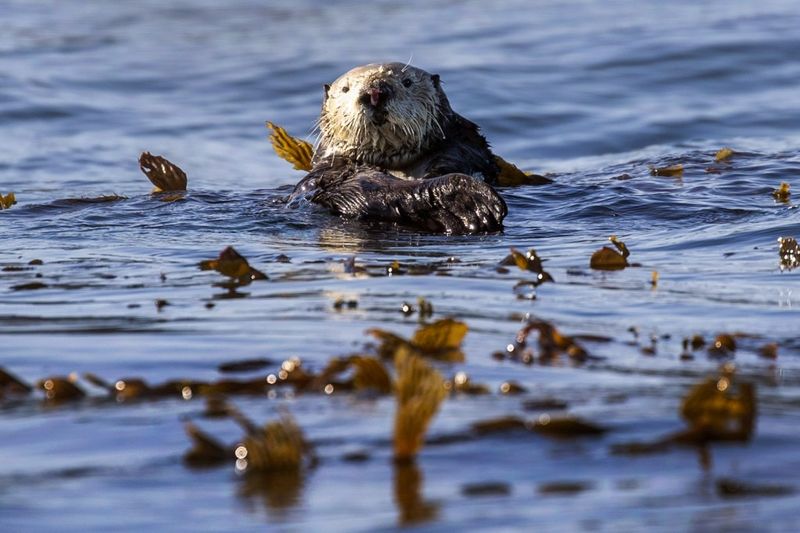 Myth: Sea Otters Aren’t Important to the Ecosystem