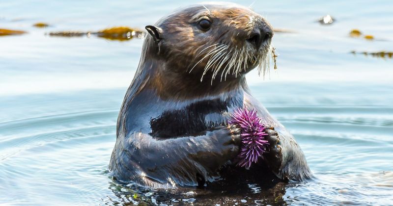 Myth: Sea Otters Don’t Have Predators