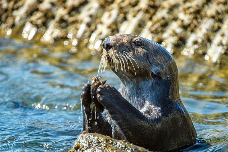 Myth: Sea Otters Don’t Use Tools