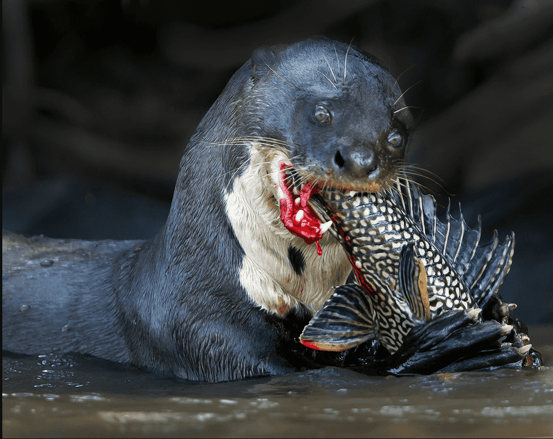 Myth: Sea Otters Eat Only Fish