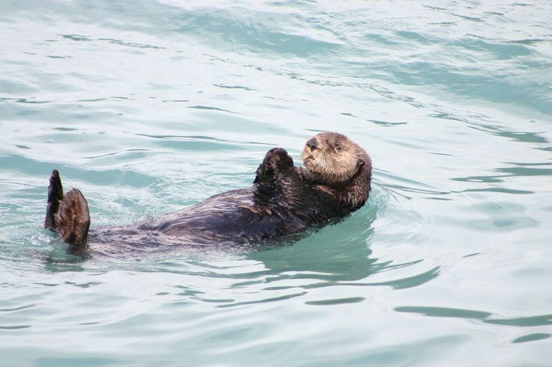 Myth: Sea Otters Only Live in Cold Waters