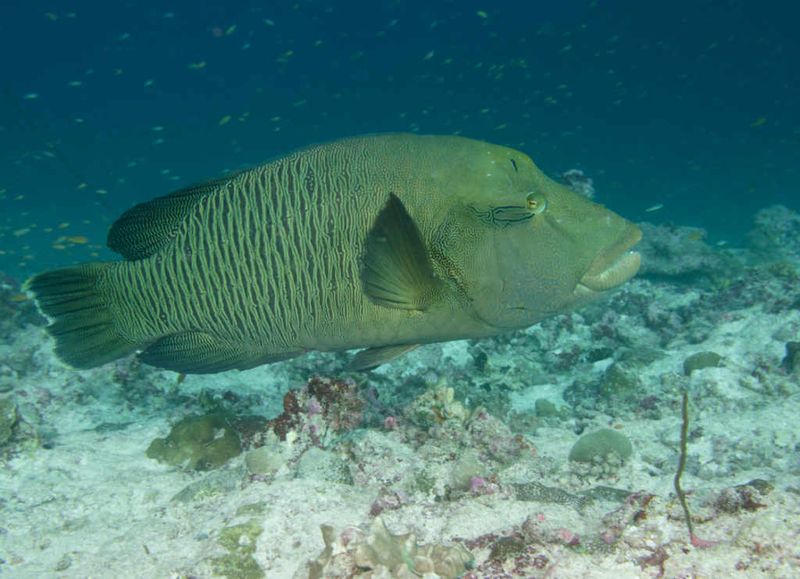 Napoleon Wrasse