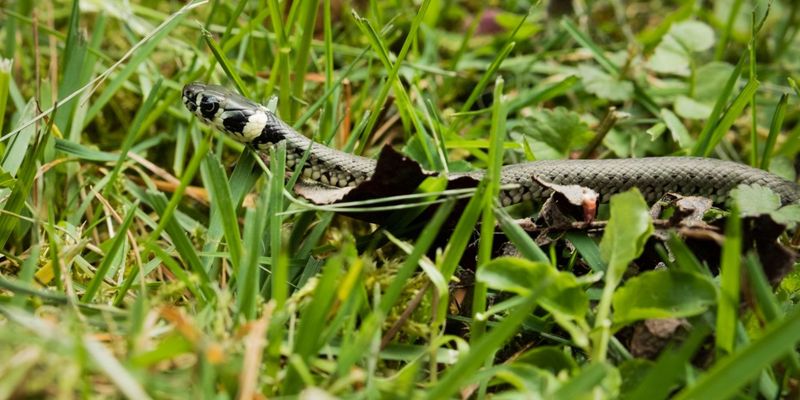 Natural Pest Control