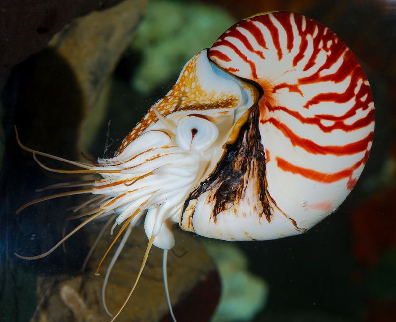 Nautilus
