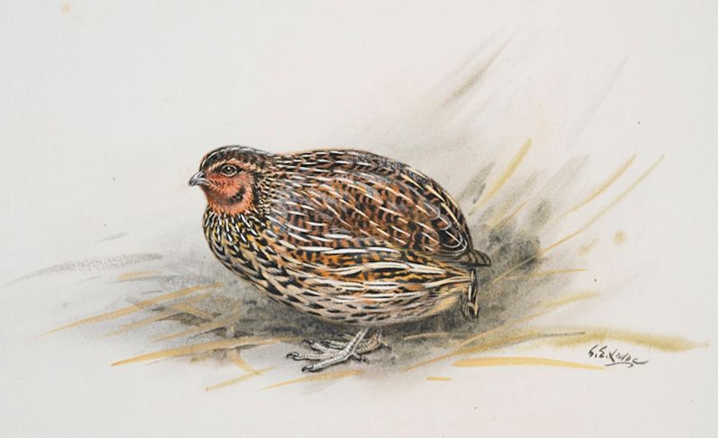 New Zealand Quail