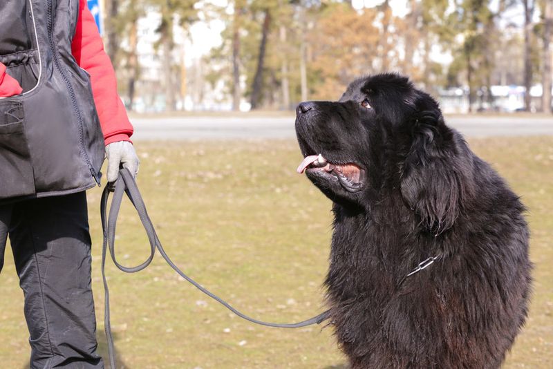 Newfoundland
