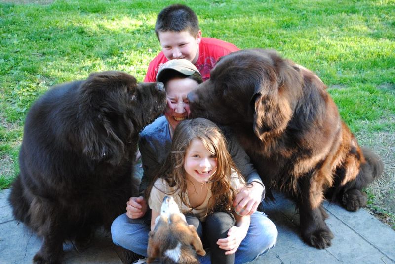 Newfoundland Dog