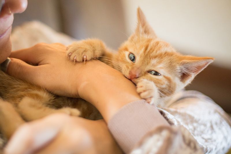 Nibbling