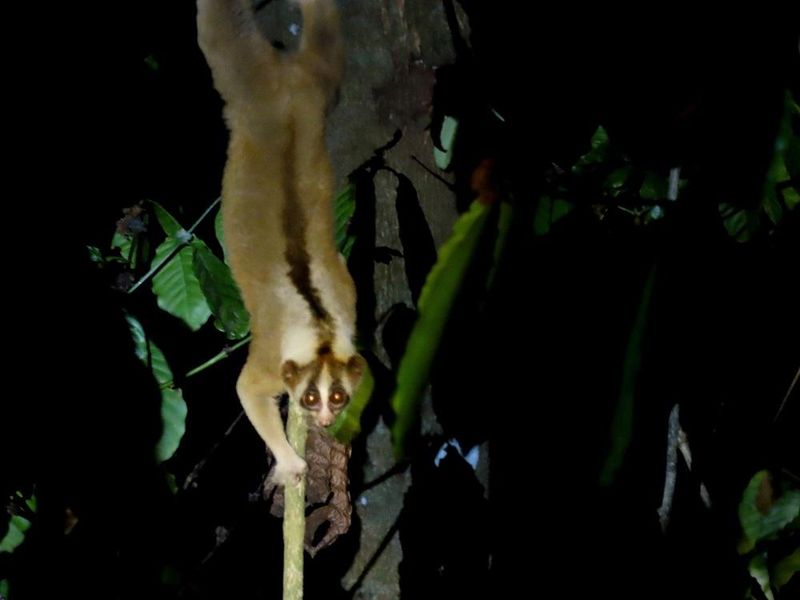 Nighttime Explorer