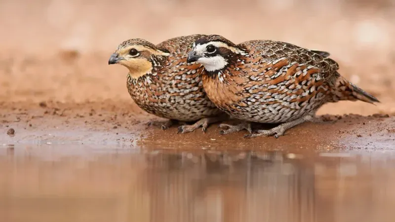 Northern Bobwhite