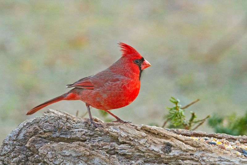 Northern Cardinal