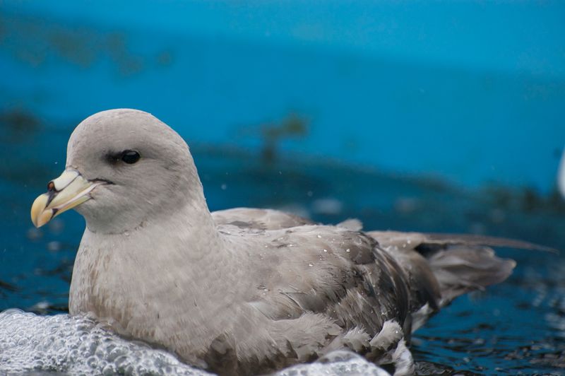 Northern Fulmar
