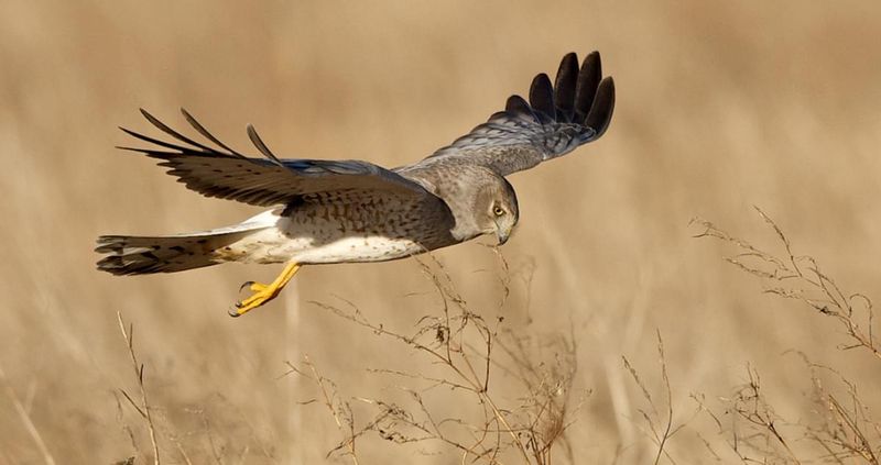 Northern Harrier
