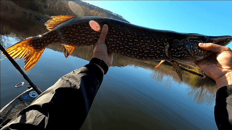 Northern Pike