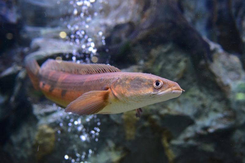 Northern Snakehead