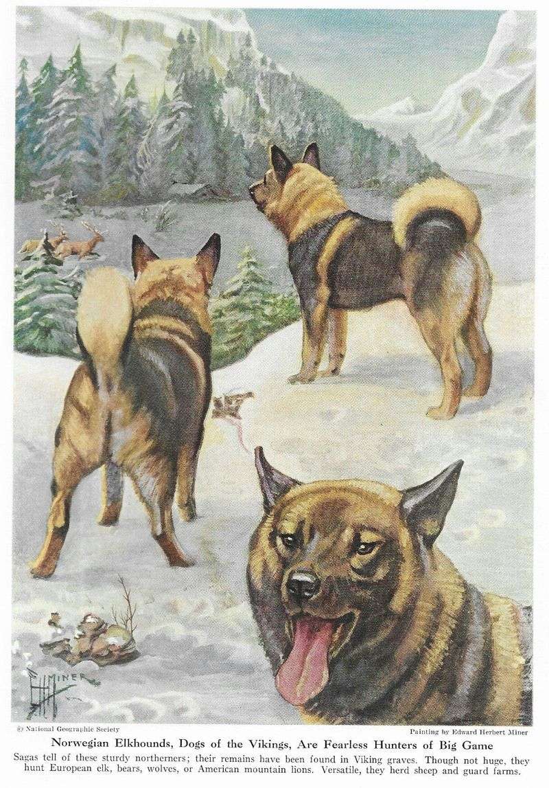 Norwegian Elkhound