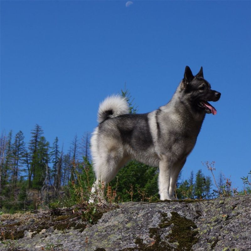 Norwegian Elkhound