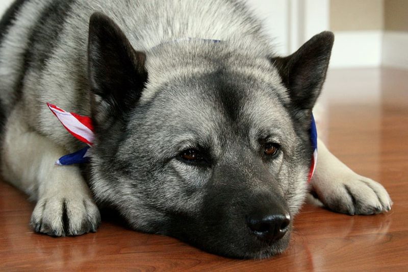 Norwegian Elkhound