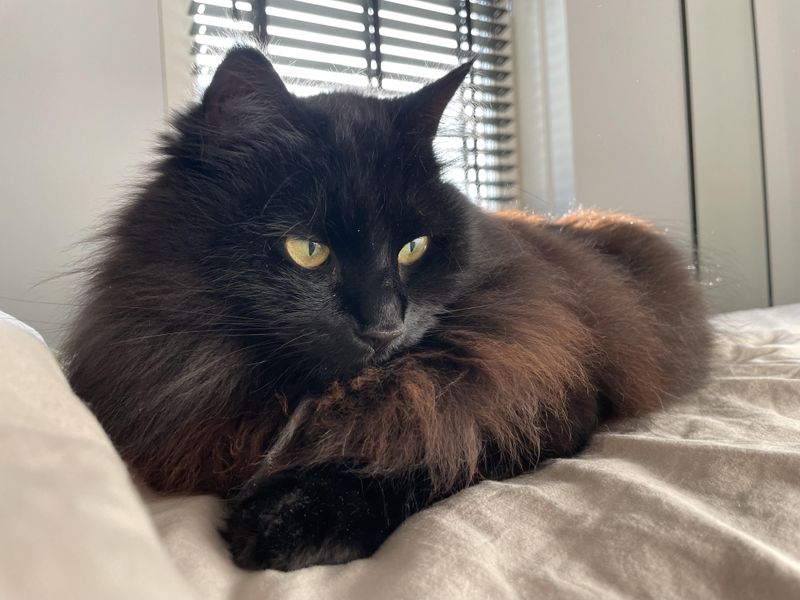 Norwegian Forest Cat