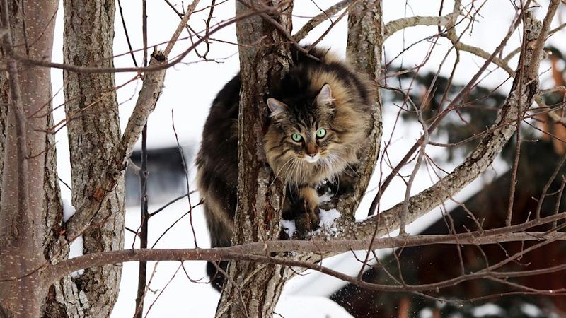 Norwegian Forest Cat