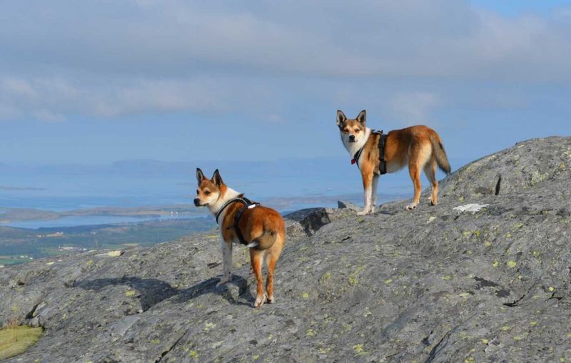 Norwegian Lundehund