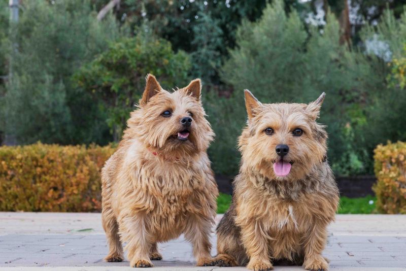 Norwich Terrier