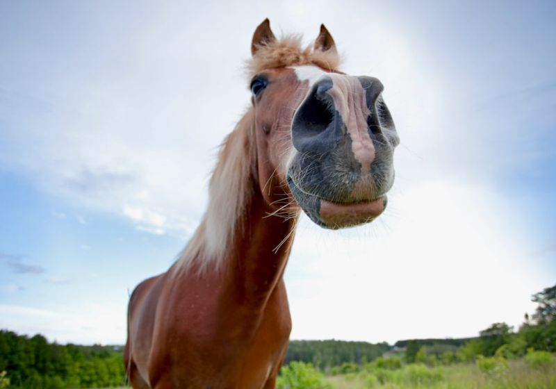 Nostrils