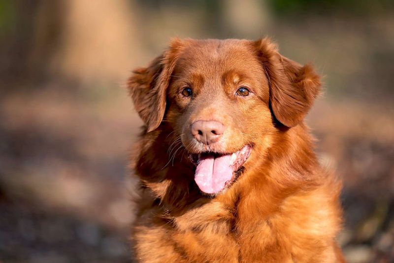 Nova Scotia Duck Tolling Retriever
